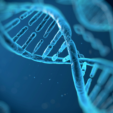 dna molecules