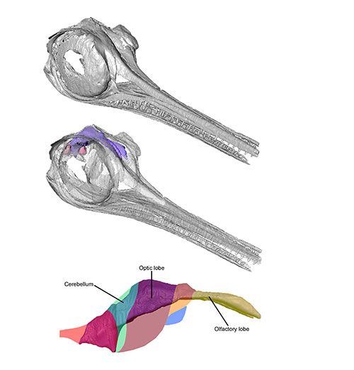 Image of ichthyosaur skull