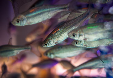 Image of a school of golden shiners (Notemigonus crysoleucas) © Sean Fogerty 