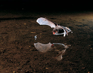 Image of Daubenton's bat © Dietmar Nill