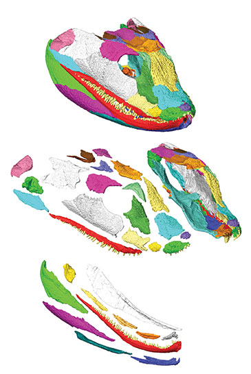 Image of a 3D model of Acanthostega gunnari showing the complete skull on top with ‘exploded’ views of the upper and lower jaws below 