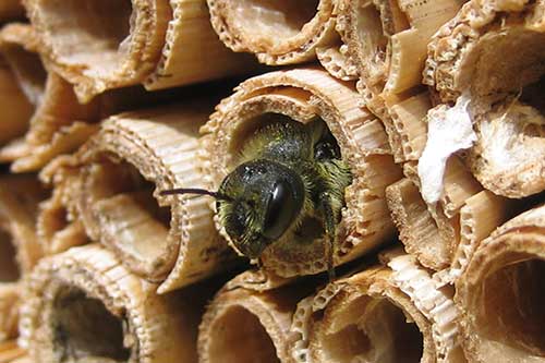 Image of a solitary bee by Nadine Mitschunas