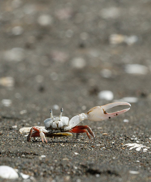 November: Polarization vision in fiddler crabs