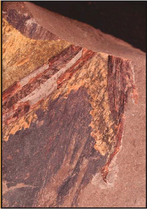 Image of the 125 million-year-old fossil