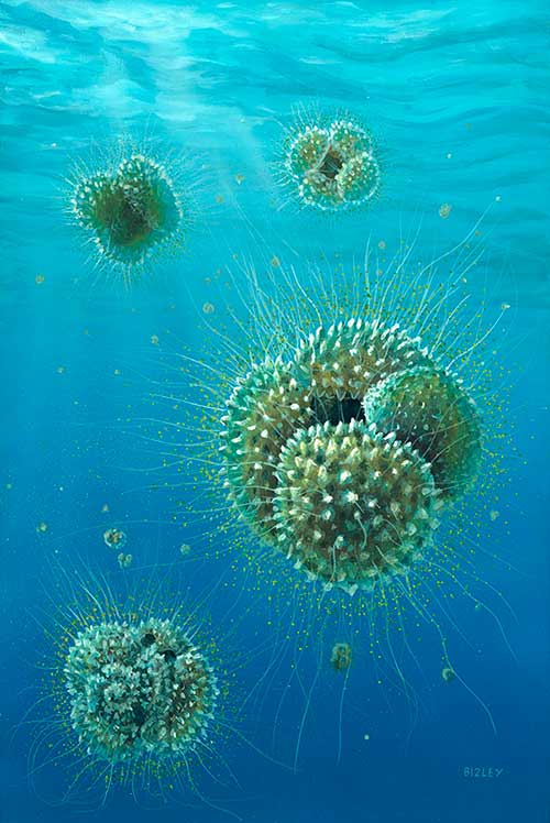Image of a reconstruction of the 40 million year old planktonic foraminifer Acarinina mcgowrani by Richard Bizley