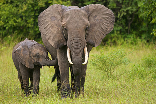 Image of a mother and baby elephant