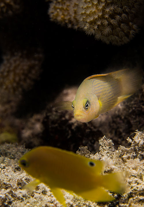 Image of the predatory dusky dottyback eyeing up a juvenile Ambon damselfish
