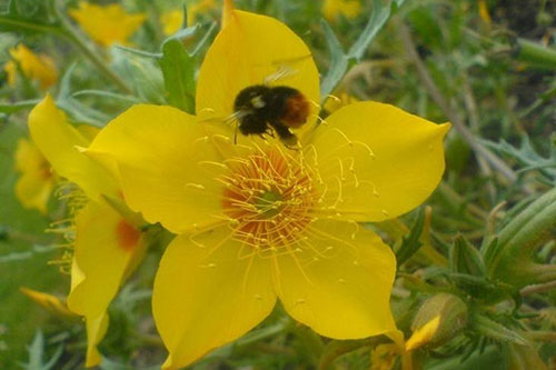 Image of a bee on mentzelia