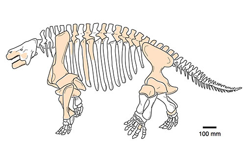 Image of a pareiasaur