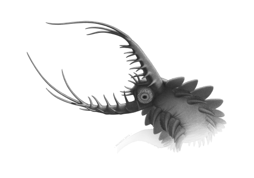 Reconstruction of Pambdelurion (By Robert Nicholls, Palaeocreations) 