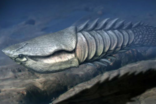 July: origin of vertebrate skeleton | News and features | University of Bristol July: origin of vertebrate skeleton | News and features | University of Bristol