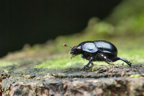 July: pesticides dung beetles | News and features | University of Bristol July: pesticides dung beetles | News and features | University of Bristol