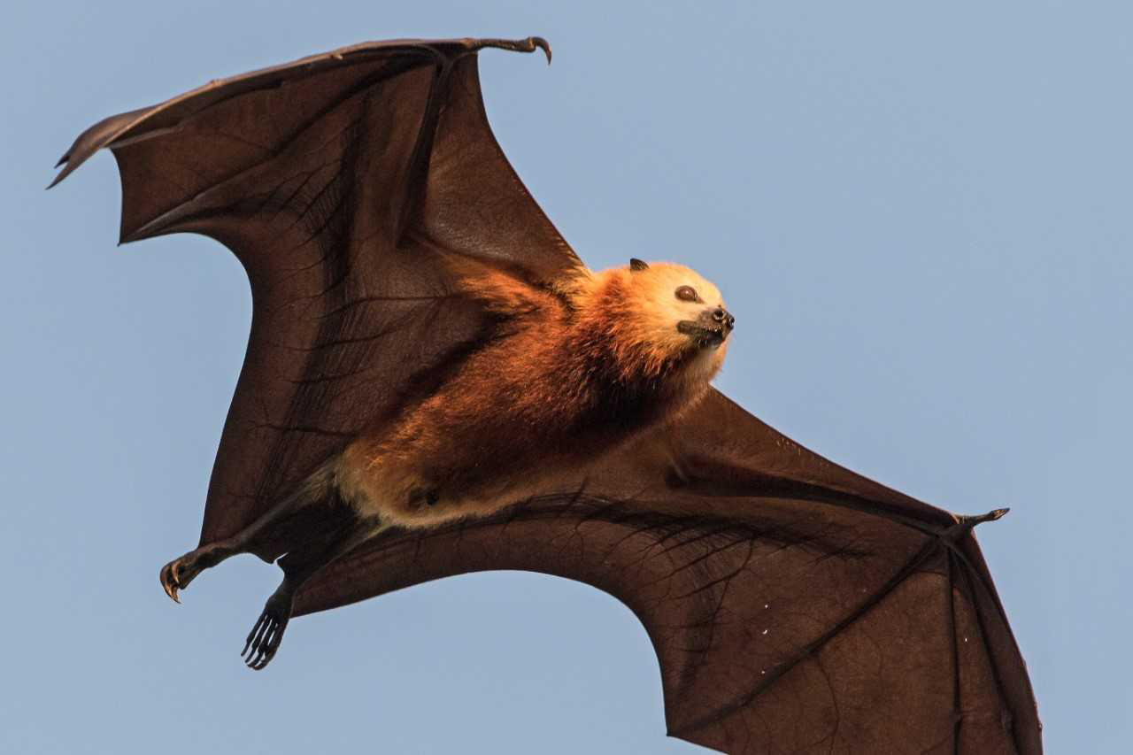 Fox bat sales