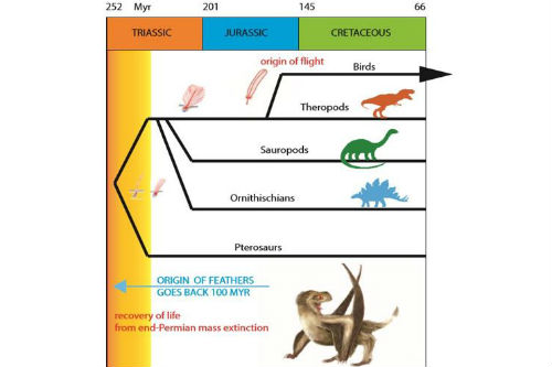 Reptile Scales, Bird Feathers, Mammal Hairs E