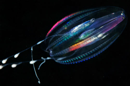 what are comb jellies
