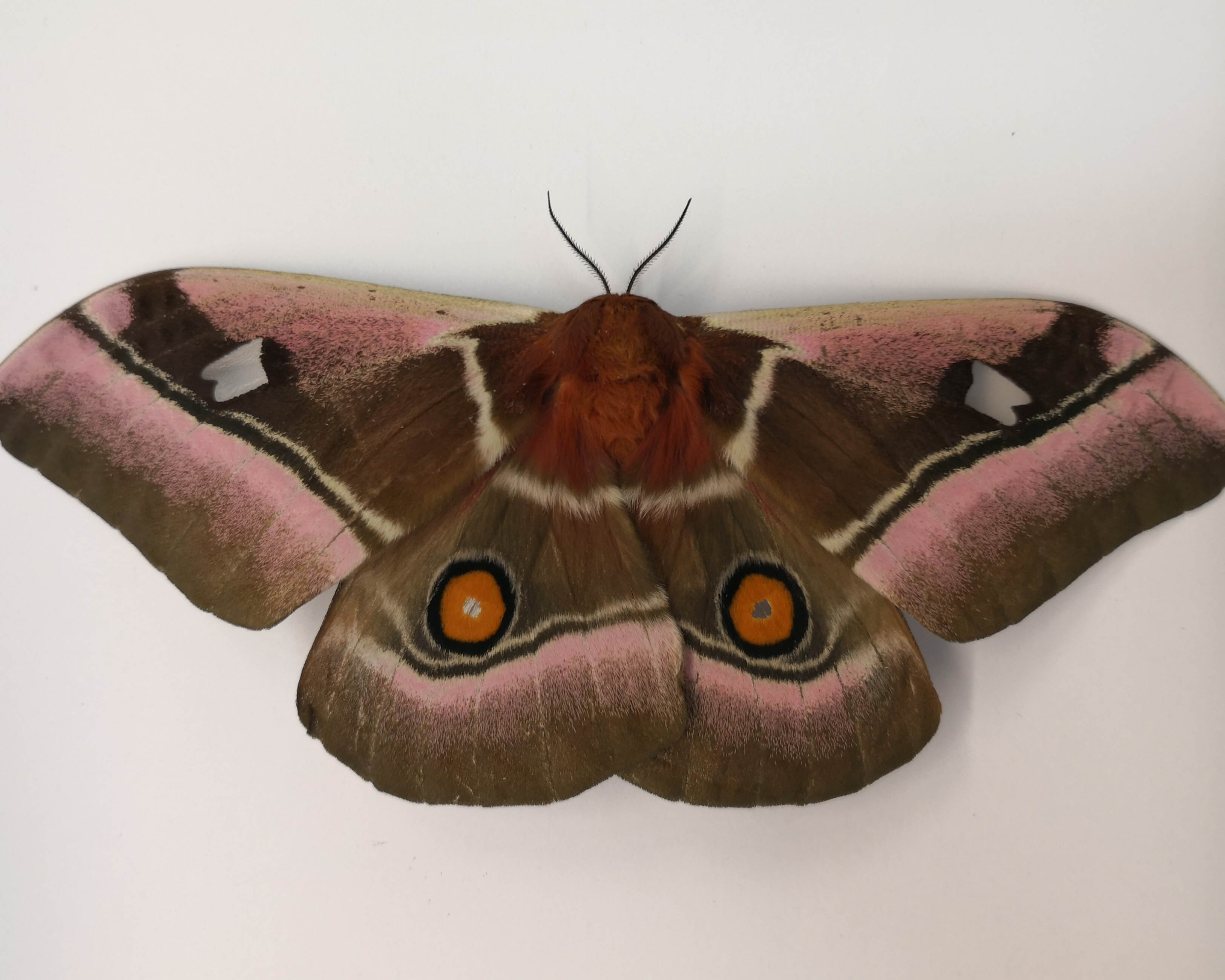 Eye-spot on the hind wing of a Cabbage tree emperor moth (Bunaea alcinoe).