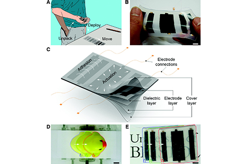 Des chercheurs de Bristol ont mis au point des robots ressemblant à des peaux extensibles qui peuvent être enroulés et mis dans votre poche