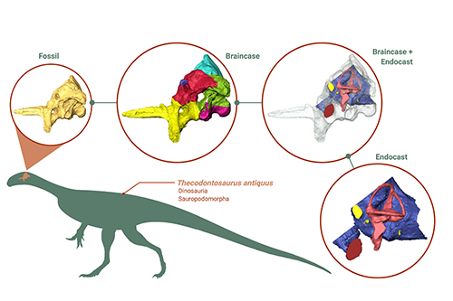 Braincase and endocast of Thecodontosaurus antiquus. From CT scans of the braincase fossil, 3-D models of the braincase and the endocast were generated and studied. 