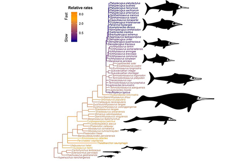 February: ichthyosaur evolution | News and features | University of Bristol