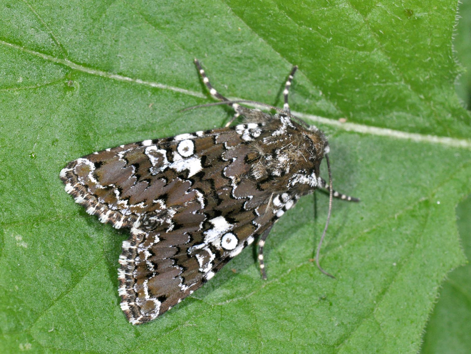 January: camouflage-study | News and features | University of Bristol January: camouflage-study | News and features | University of Bristol