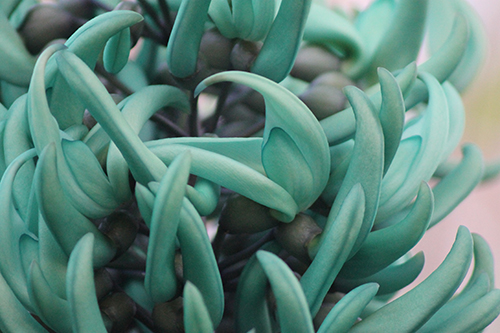 March Botanic Garden Jade Vine News And Features University