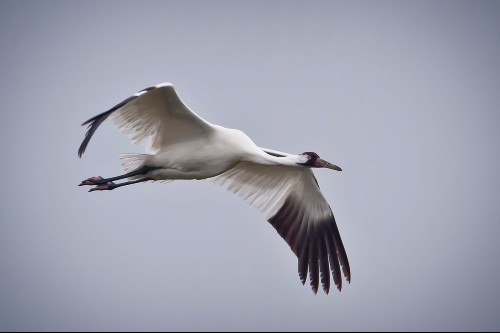 Newswise: Analysis of 10,000 bird species reveals how wings adapted to their environment and behaviour