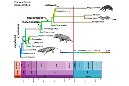 October: Warm-blooded mammals | News and features | University of Bristol October: Warm-blooded mammals | News and features | University of Bristol