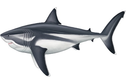 Palaeoartist reconstruction of a 16 m adult Megalodon. Credit: Reconstruction by Oliver E. Demuth