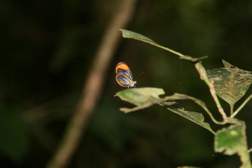 Ithomiine butterfly