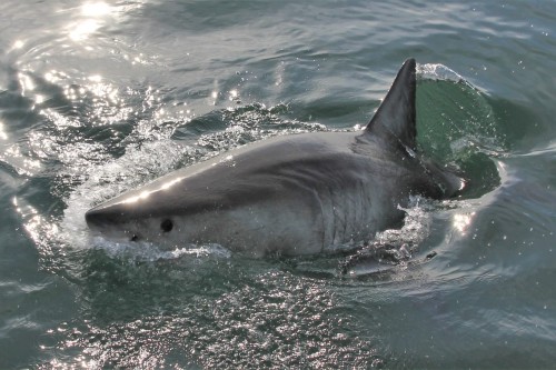 November: Shark attacks, News and features