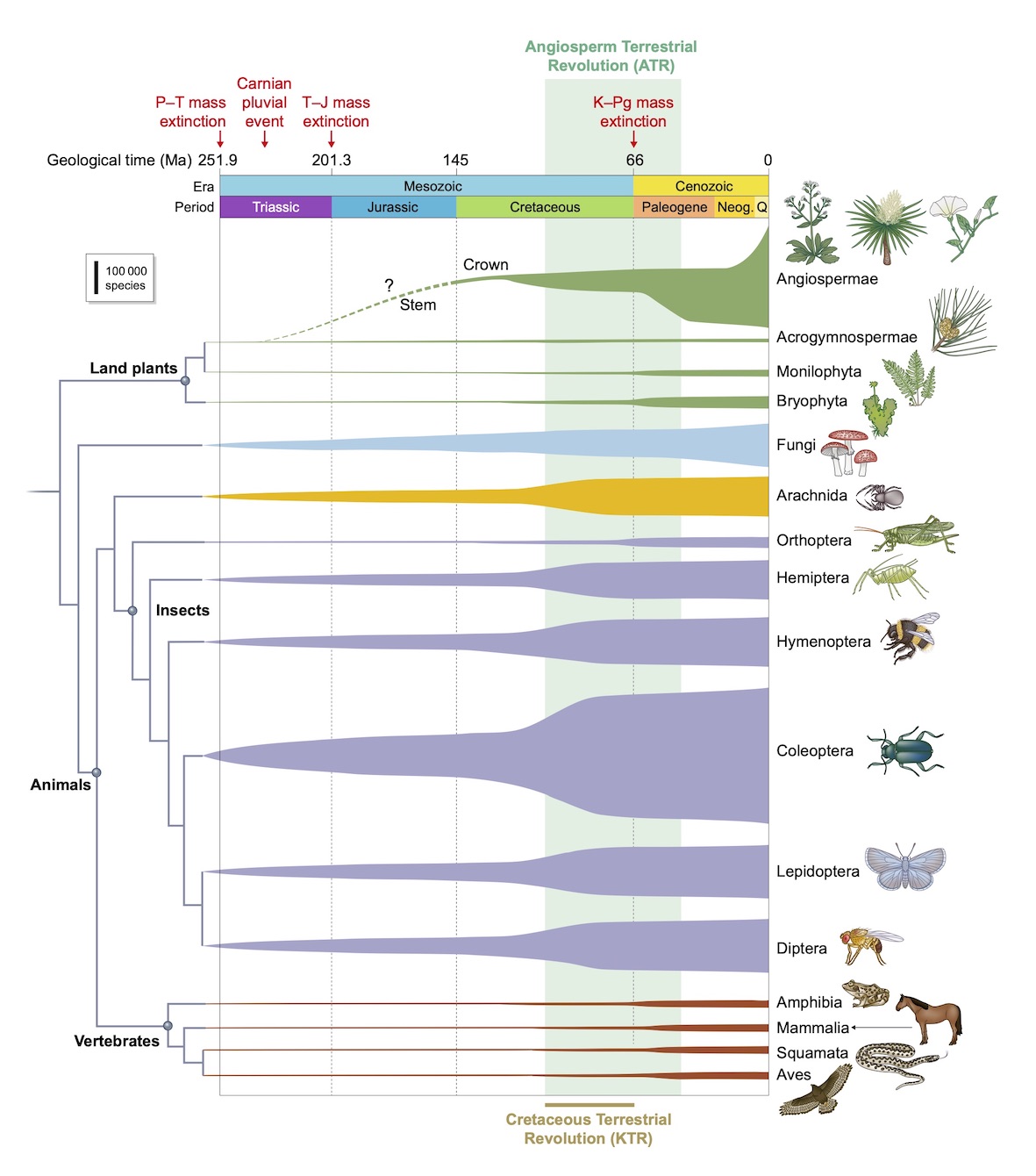 plant evolution diagram