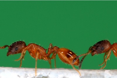 Robot helps reveal how ants pass on knowledge –  – University of Bristol – All news