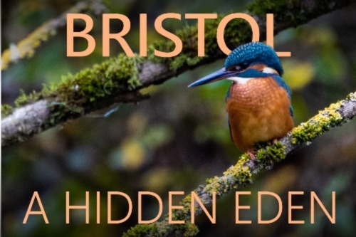 August: New documentary unearths Bristol's wildlife treasures | News and features | University of Bristol August: New documentary unearths Bristol's wildlife treasures | News and features | University of Bristol