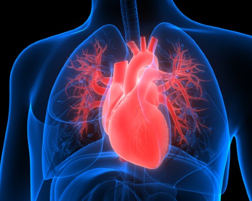 February: heart-failure | News and features | University of Bristol