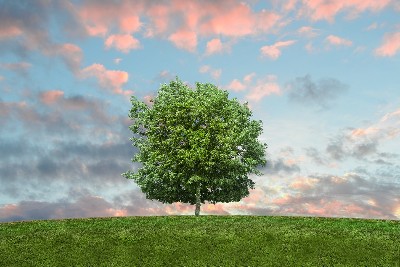 Study supports distant relationship between Archaea and Bacteria in tree of life