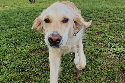 A dog walking on the grass