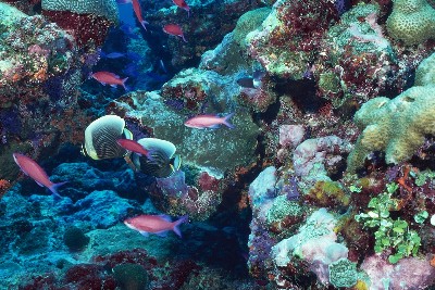 Environmental stability on Earth allowed marine biodiversity to flourish –  – University of Bristol – All news