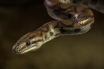 Study identifies potential welfare concerns for privately kept snakes –  – University of Bristol – All news