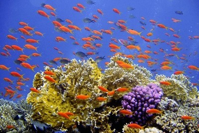 Pioneering study shows climate played crucial role in changing location of ancient coral reefs –  – University of Bristol – All news