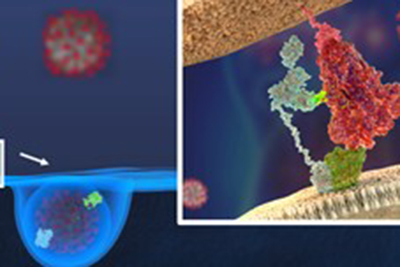 Novel host cell pathway hijacked during COVID-19 infection uncovered by Bristol researchers –  – University of Bristol – All news