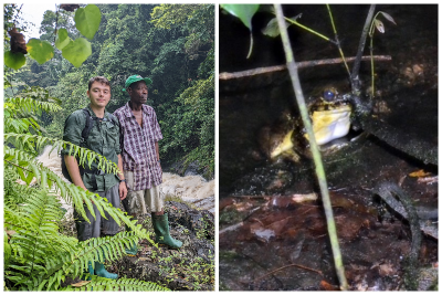 Student helps find world’s largest frog in Equatorial Guinea for first time in almost two decades –  – University of Bristol – All news