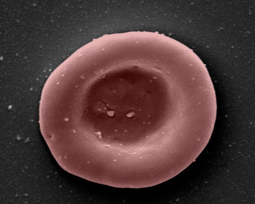 Microscope image Example of an RESTORE laboratory grown young red blood cell