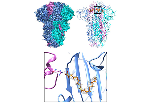 Spike glycoprotein structure of SARS-CoV, the coronavirus causing the 2002 outbreak. When linoleic acid is bound, the structure is locked in a non-infectious form