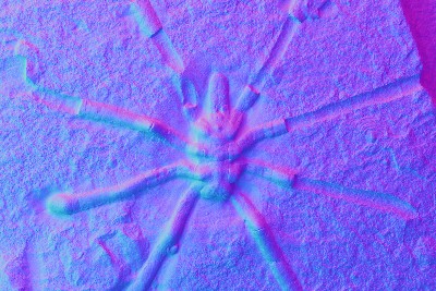 The modern sea spider had started to diversify by the Jurassic, study finds