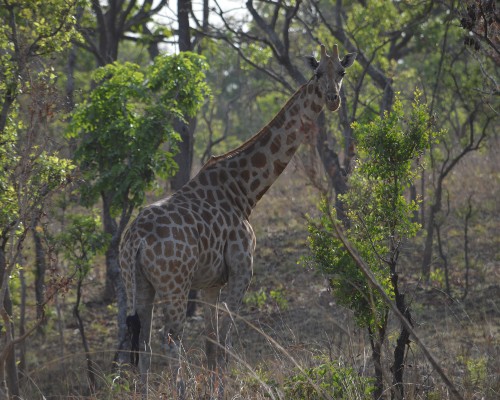 Critically Endangered Kordofan giraffes in Cameroon's Bénoué National Park 