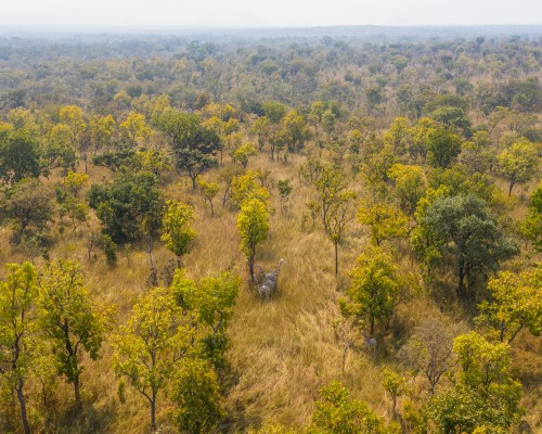Critically Endangered Kordofan giraffes in Cameroon's Bénoué National Park 