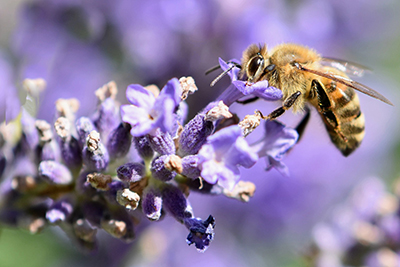 Botanic Garden the place to bee this weekend