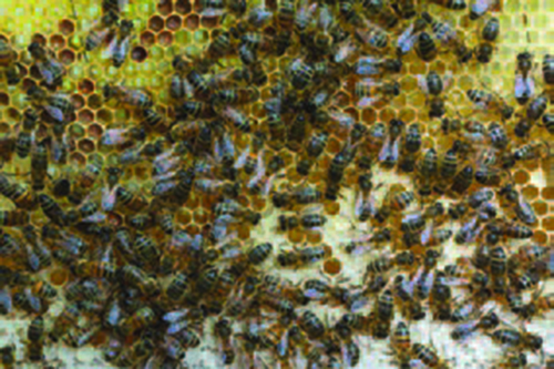 Honey bees on a honeycomb