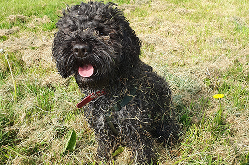 Cyril, who is taking part in the separation anxiety in dogs study
