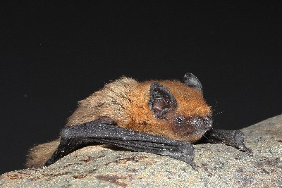 Bats struggle during organic farming transition